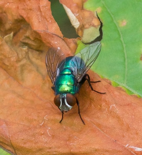 Blue-green Bottle Fly photo 2