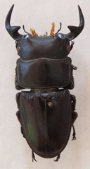 Dorcus curvidens curvidens