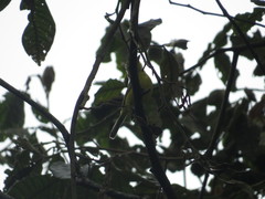 Vireo hypochryseus