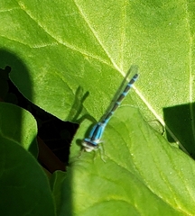 Enallagma geminatum