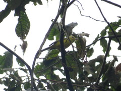 Vireo hypochryseus