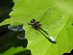 Macrothemis pseudimitans