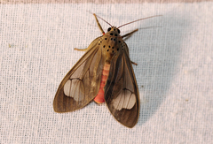 Amerila vidua