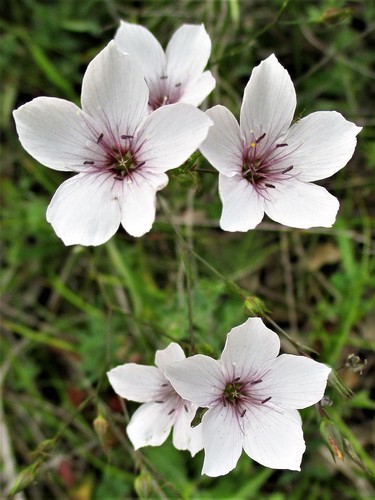 Linum tenuifolium L.