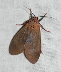 Amerila vidua