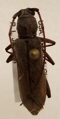 Osmidus guttatus