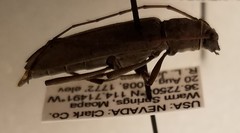 Osmidus guttatus