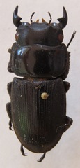 Dorcus curvidens curvidens