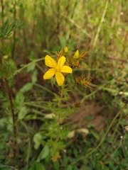 Hypericum perforatum