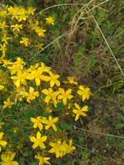 Hypericum perforatum