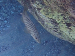 Epinephelus costae