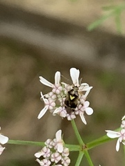 Orthops