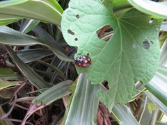 Ogdoecosta guttifera