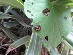 Ogdoecosta guttifera