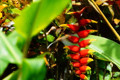 Phaethornis mexicanus