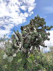Opuntia streptacantha