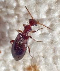 Ischyropalpus