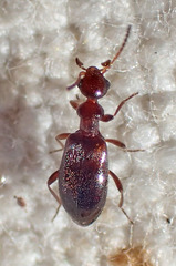 Ischyropalpus