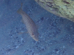 Epinephelus costae