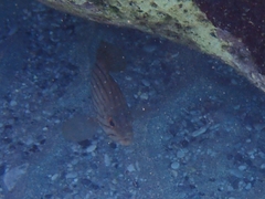 Epinephelus costae