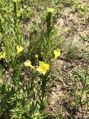 Oenothera clelandii