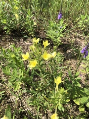 Oenothera clelandii
