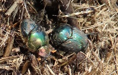 Proagoderus aureiceps