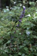 Asyneuma campanuloides