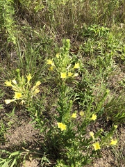 Oenothera clelandii