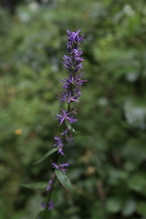 Asyneuma campanuloides