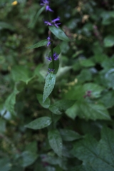 Asyneuma campanuloides