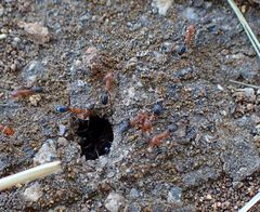 Dorymyrmex bicolor