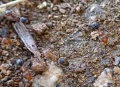 Dorymyrmex bicolor