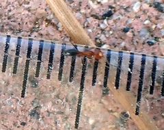 Dorymyrmex bicolor
