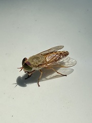 Tabanus fulvulus