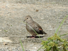 Columbina passerina