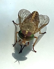 Tabanus fulvulus