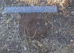 Dorymyrmex bicolor
