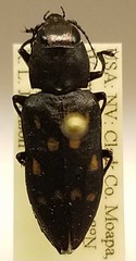 Melanophila consputa