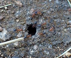 Dorymyrmex bicolor