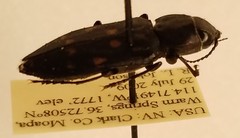 Melanophila consputa