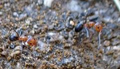 Dorymyrmex bicolor