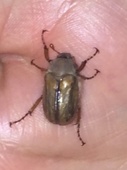 Amphimallon solstitiale