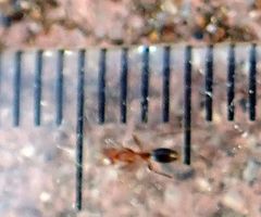 Dorymyrmex bicolor