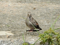 Columbina passerina
