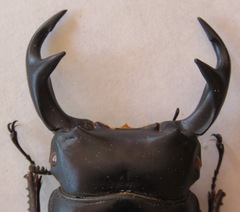 Dorcus curvidens curvidens