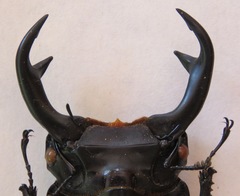 Dorcus curvidens curvidens