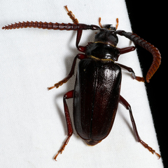 Prionus imbricornis