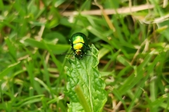 Chrysolina herbacea