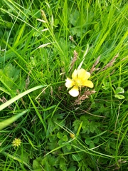 Ranunculus repens
